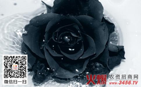 黑玫瑰花语和传说 黑玫瑰的花语 黑玫瑰的寓意 黑玫瑰的故事传说