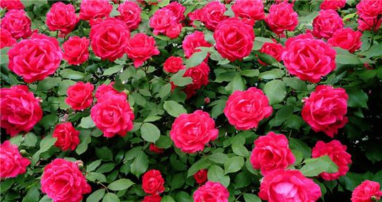 蔷薇花的花语 蔷薇花的花语是什么 蔷薇花的种植方法