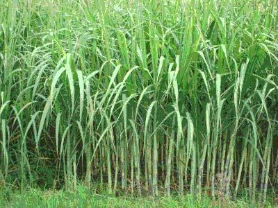 甘蔗的种植方法 甘蔗怎么种植_甘蔗的种植方法