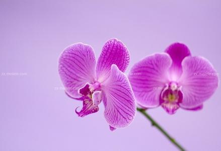 蝴蝶兰的象征意义 蝴蝶兰的花语是什么 蝴蝶兰花语的象征意义