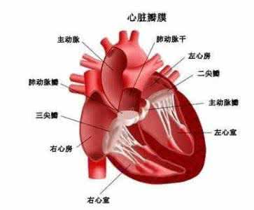 心脏病是怎样形成的 心脏病是怎么形成的_心脏病是怎样形成的