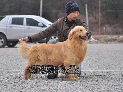 金毛犬多少钱一只 北京金毛要多少钱一只