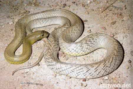 世界最毒蛇毒排名 世界最毒的蛇排名_世界最毒的10种毒蛇