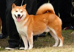 秋田犬饲养方法 秋田犬怎么养 秋田犬的饲养方法