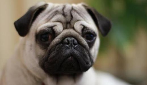 上海八哥犬多少钱一只 八哥犬多少钱一只 八哥犬的辨别方法