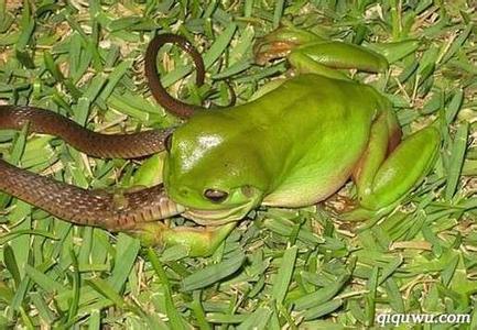 饲养青蛙吃什么 青蛙以什么为食