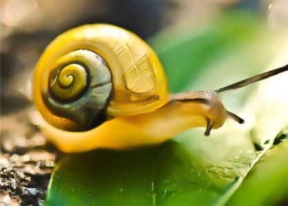 蜗牛吃什么食物 普通蜗牛吃什么食物