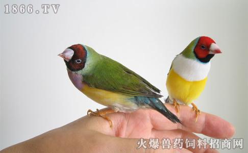 七彩文鸟吃什么食物 七彩文鸟吃什么饲料