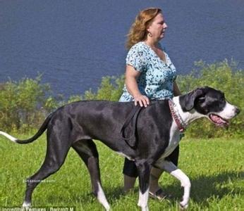 最大的犬科动物 狼为什么是最大的犬科