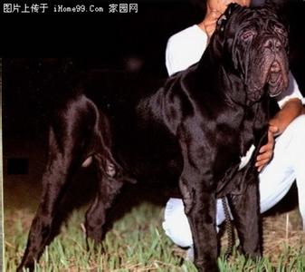 全球最瘦的狗是什么狗 全球最大的狗是什么狗