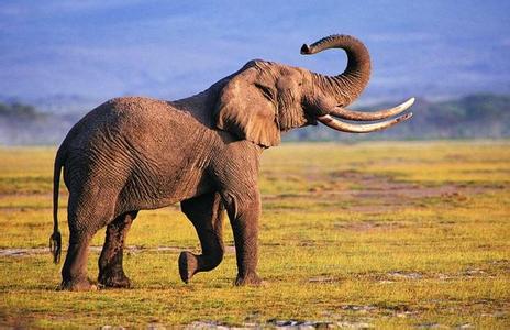 陆地最小的动物是什么 陆地最大的哺乳动物是什么