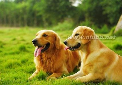 拉布拉多犬性格 拉布拉多犬多少钱一只 拉布拉多犬是什么性格的