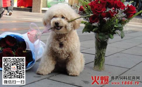 贵宾犬能吃什么? 贵宾犬能吃什么