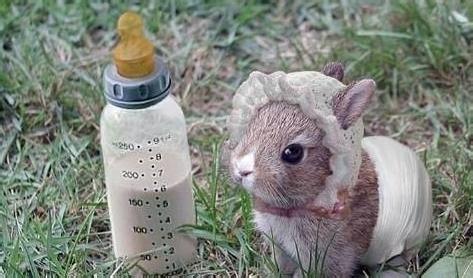道奇宠物兔 挑选 5看挑选出健康宠物兔