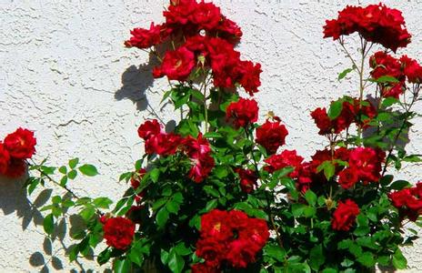 盆栽玫瑰花的种植方法 玫瑰花种植方法