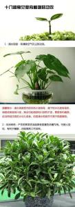 常见室内植物 十八种常见室内植物的功效