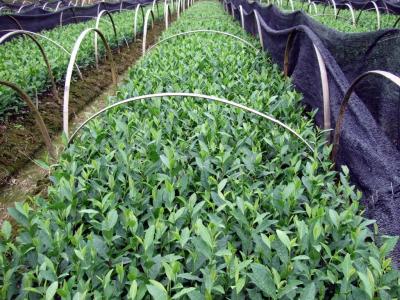 油茶树的种植栽培管理 茶树栽培及管理