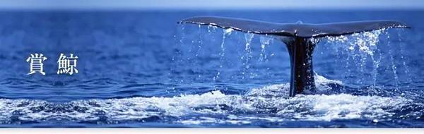 前往圣地的路 一起前往世界十大赏鲸圣地，开启一番终生难忘的震撼之旅吧