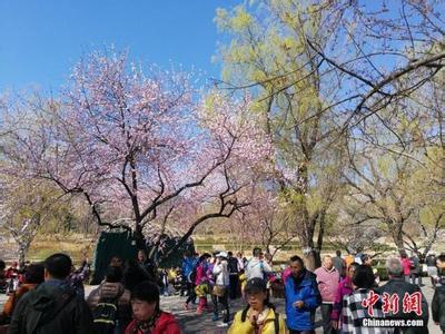 北京四月赏花地点 北京四月赏花最佳时间和地点(2)