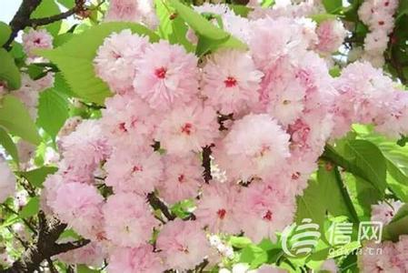 中国最美的三大雅丹 中国三大最美赏花地