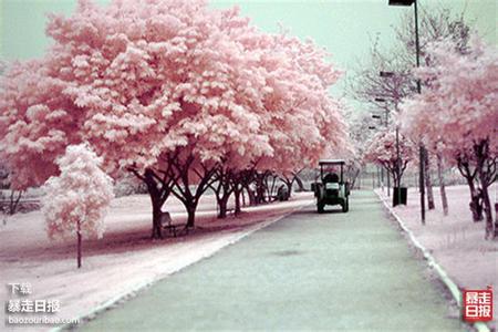 日本三月樱花 三月相约日本樱花之旅
