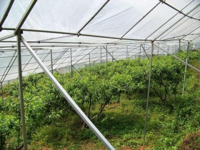 油桃优质高效栽培技术 关于油桃设施栽培采后管理技术