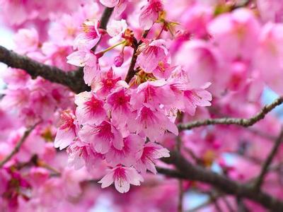 樱花树的管理 关于樱花秋季树体管理