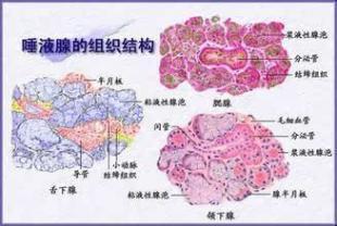 人体的奥秘 人体唾液所呈现的7个健康奥秘