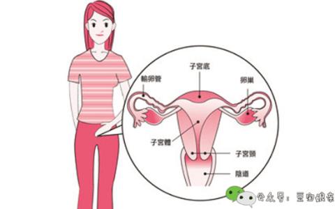 女性身体部位名称图片 女性怀孕前后身体区别