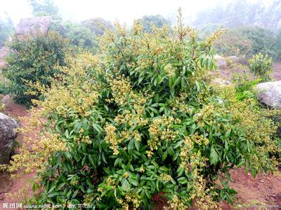 龙眼树开花 龙眼的花什么时候开_龙眼的花什么时候开花(2)