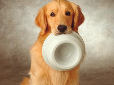 狗狗能吃人吃的东西吗 狗为什么不能吃人吃的东西