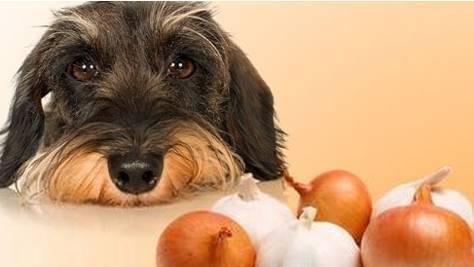 狗狗不能吃的食物 狗狗为什么不能吃葡萄 狗狗不能吃的20种食物