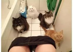 小猫为什么喜欢咬人 小猫为什么喜欢看人上厕所