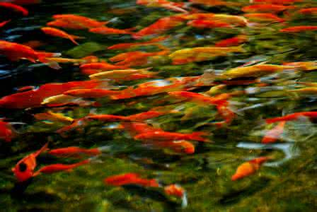 小金鱼能放生在河里吗 河里为什么没有金鱼 河里没有金鱼的原因