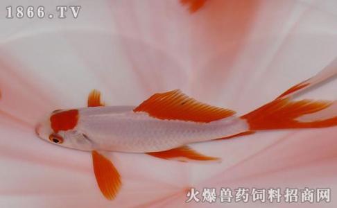 金鱼为什么不能吃 大金鱼为什么不能吃 大金鱼不能吃的原因