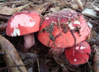 红菇怎么辨别真假 怎么辨别正宗的红菇？