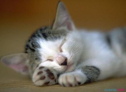 猫咪睡觉为什么打呼噜 猫咪为什么打呼噜_猫咪打呼噜的原因