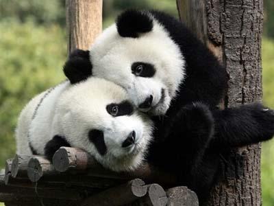 大熊猫多少钱一只 熊猫为什么是国宝