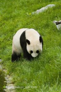 大熊猫为什么那么可爱 大熊猫为什么可爱 大熊猫可爱的原因