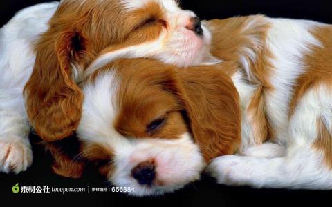 晚上睡觉多梦的原因 狗睡觉为什么会叫 狗睡觉会叫的原因