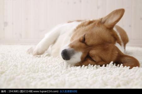 狗咬尾巴转圈什么原因 狗睡觉为什么要转圈 狗睡觉转圈的原因