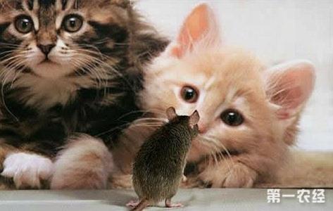 猫不抓老鼠是什么原因 猫为什么不吃老鼠 猫不吃老鼠的原因