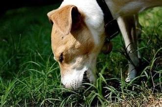 狗吃草是什么原因 狗为什么吃土 狗吃土的原因