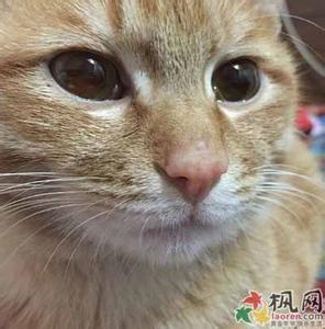 猫咪为什么喜欢盒子 猫咪为什么喜欢盒子 猫咪喜欢盒子的原因