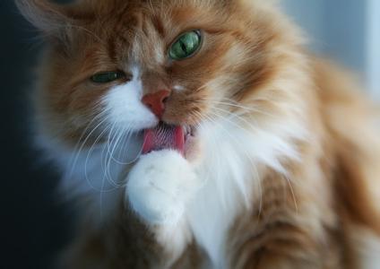 猫咪独自舔舐 猫咪为什么舔人 猫咪舔人的原因