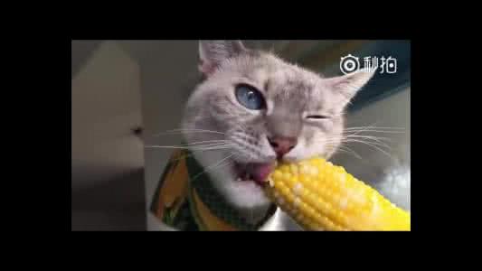 猫咪为什么喜欢吃甜食 猫咪为什么喜欢吃玉米