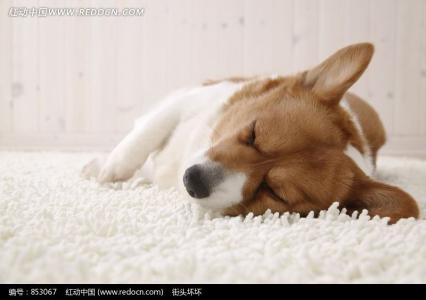 小狗晚上不睡觉老是叫 小狗为什么老是睡觉 小狗老是睡觉的原因