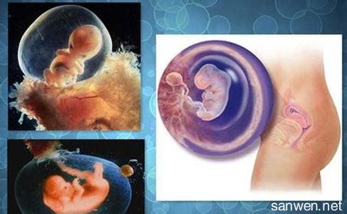 精子的形成过程图解 宝宝是怎么形成的_宝宝的形成过程图解