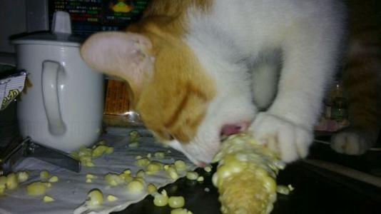 猫咪喜欢吃玉米 为什么猫咪会喜欢吃玉米
