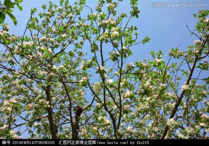 苹果树在什么时候开花 苹果树花什么时候开_苹果树花什么时候开花